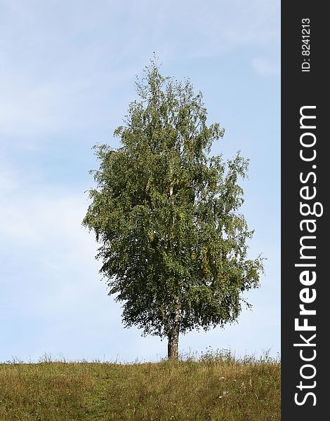 Lonely birch and the blue sky. Russia.