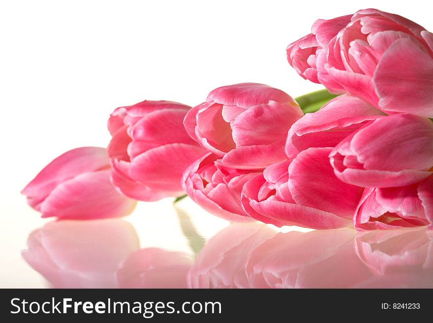 Spring pink lying Tulips isolated on white background. Spring pink lying Tulips isolated on white background