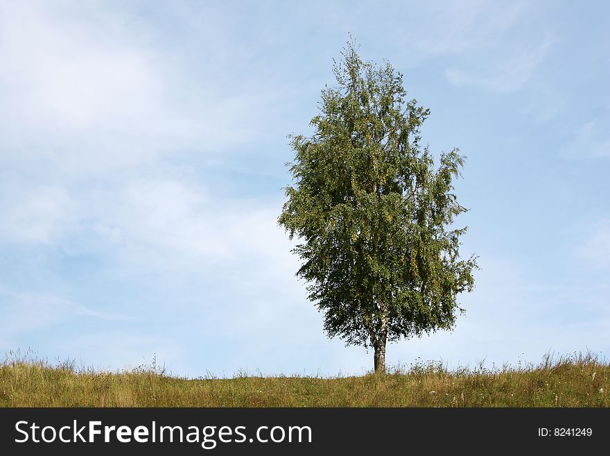 Lonely birch and the blue sky. Russia.