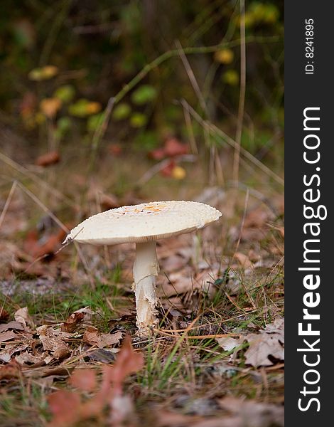 Poisonous mushroom in the forest