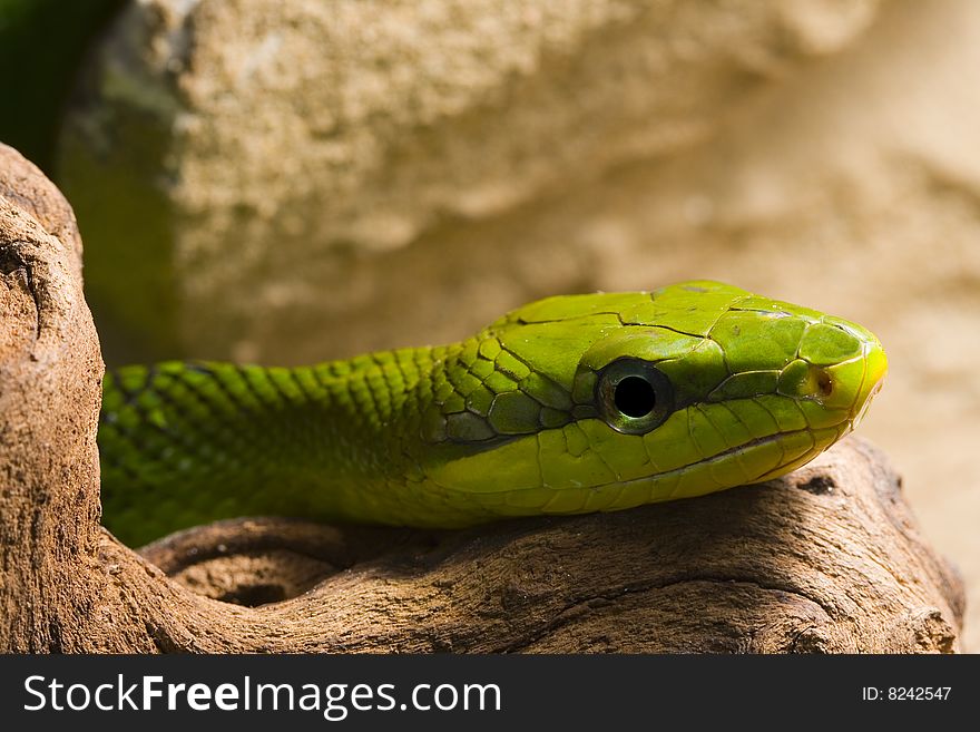 Red Tailed Racer (Gonyosoma oxycephala) - detail of head