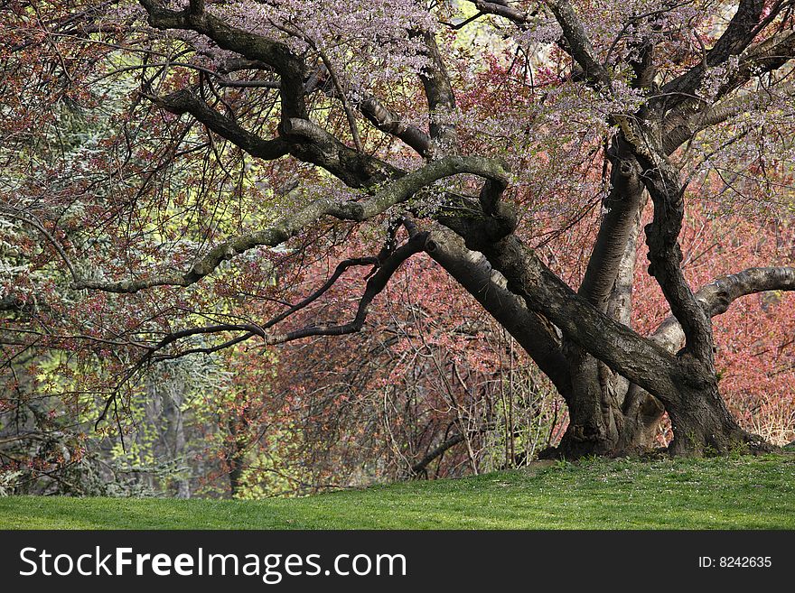 Cherry Tree (Prunus sargentii) with fresh pink flowers in Spring in New York's Central Park.