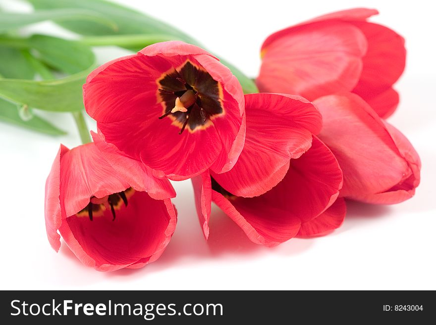 Red tulips isolated on a white background