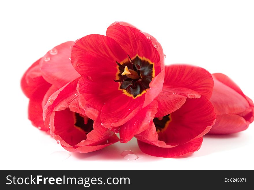 Red tulips isolated on a white background