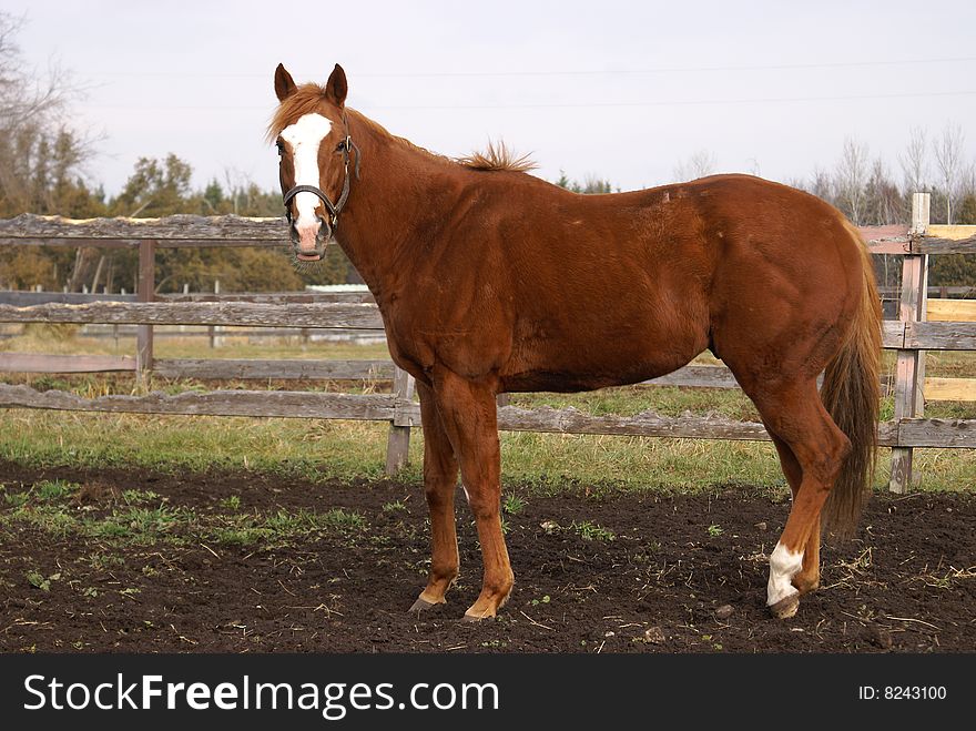 A horse standing near the fence looking at the viewer.