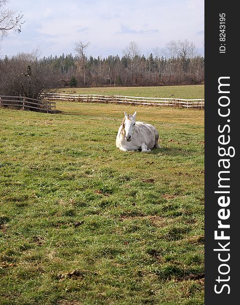 A beautiful white horse is sun bathing on the grass. A beautiful white horse is sun bathing on the grass.