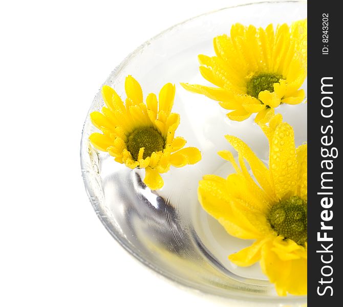 Yellow flowers close up floating in water