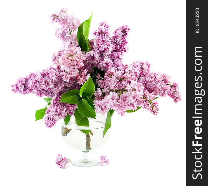 Bouquet Of Lilac