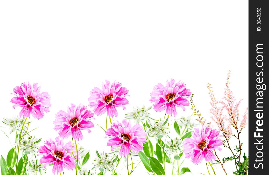 Pink flowers isolated on a white background