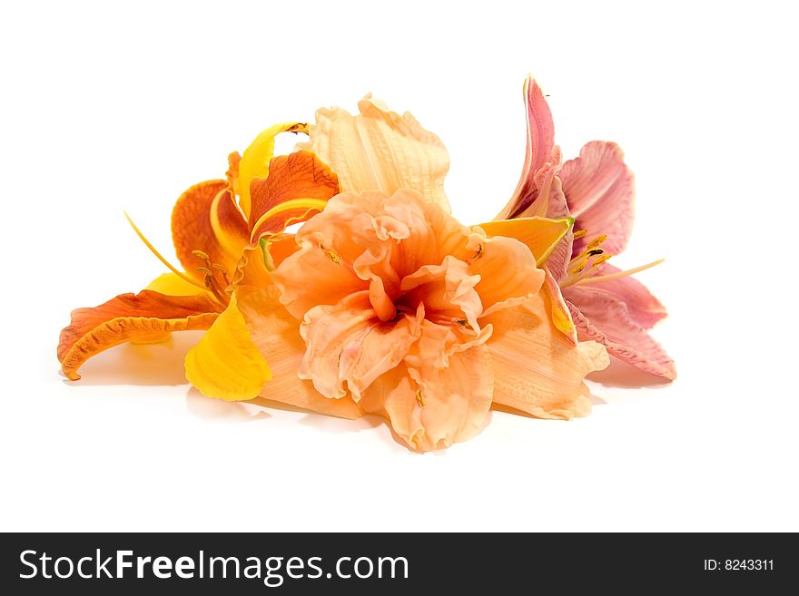 Composition from lilies on a white background