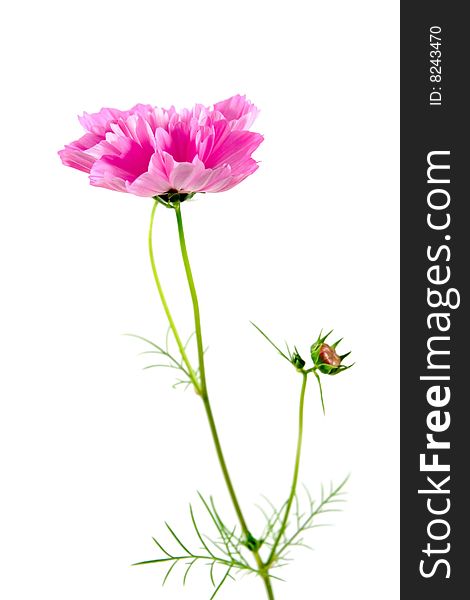 Pink flower isolated on white background