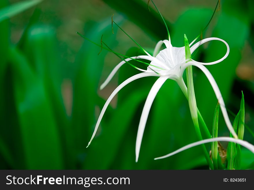 Gentle white flower on green background