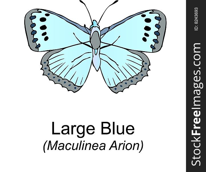 A close up illustration of the Large Blue. (Scientific name; Maculinea Arion). A close up illustration of the Large Blue. (Scientific name; Maculinea Arion)