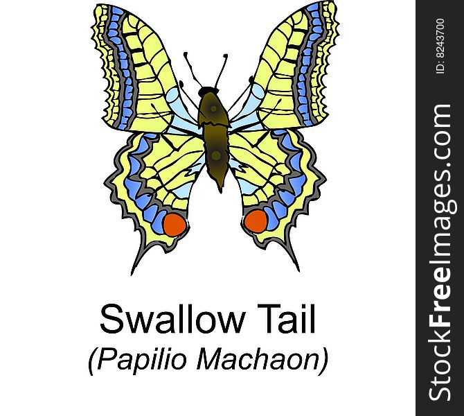 A close up illustration of the Swallow Tail. (Scientific name; Papilio Machaon). A close up illustration of the Swallow Tail. (Scientific name; Papilio Machaon).