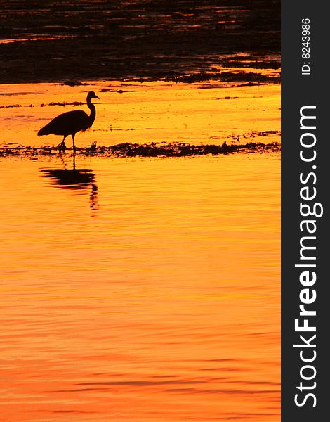 Blue Heron hunting at sunset. Blue Heron hunting at sunset