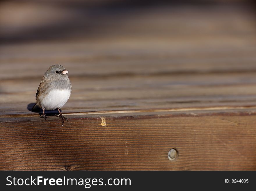 Dark-eyed Junco on deck