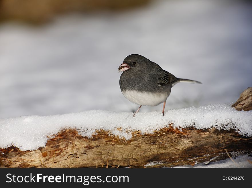 Dark-eyed Junco (Junco hyemalis hyemalis), Slate-colored subspecies, male eating sunflower seed in snow.