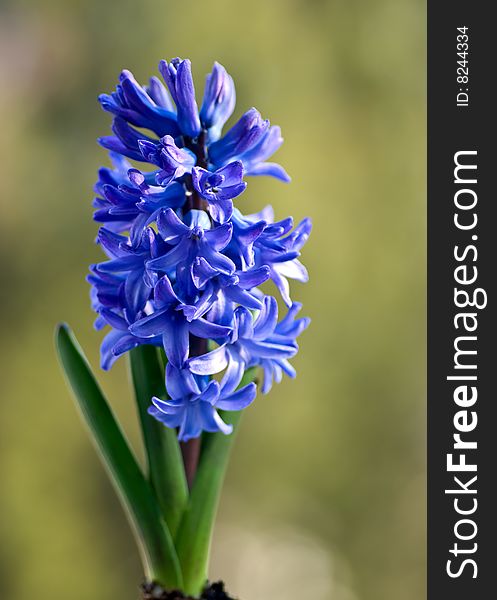 Blue hyacinthe flower.close up.