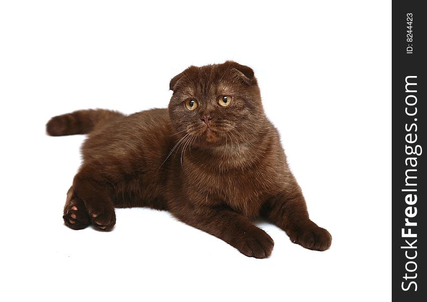 The chocolate cat of breed Scottish fold on a white background. The chocolate cat of breed Scottish fold on a white background.