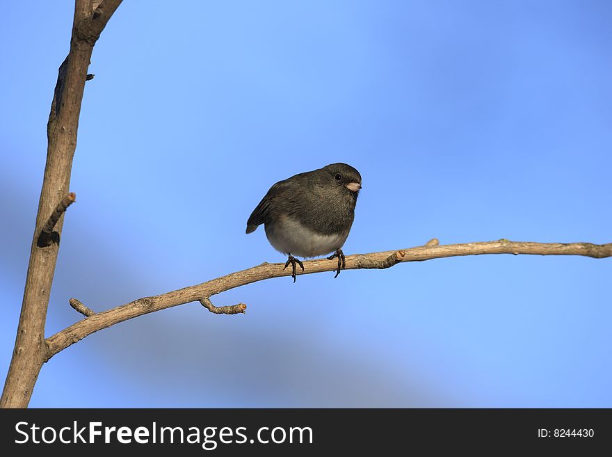 Dark-eyed Junco (Junco hyemalis hyemalis), Slate-colored subspecies, male on open branch