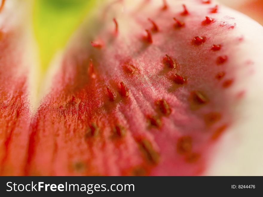 Closeup of the petals of a stargazer lily - the colors look like a watermelon. Closeup of the petals of a stargazer lily - the colors look like a watermelon.