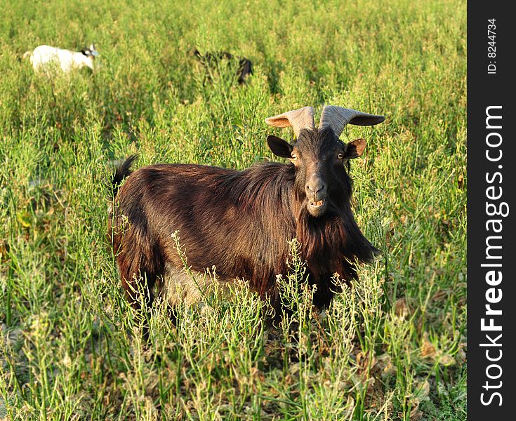 In the wild goats eat grass