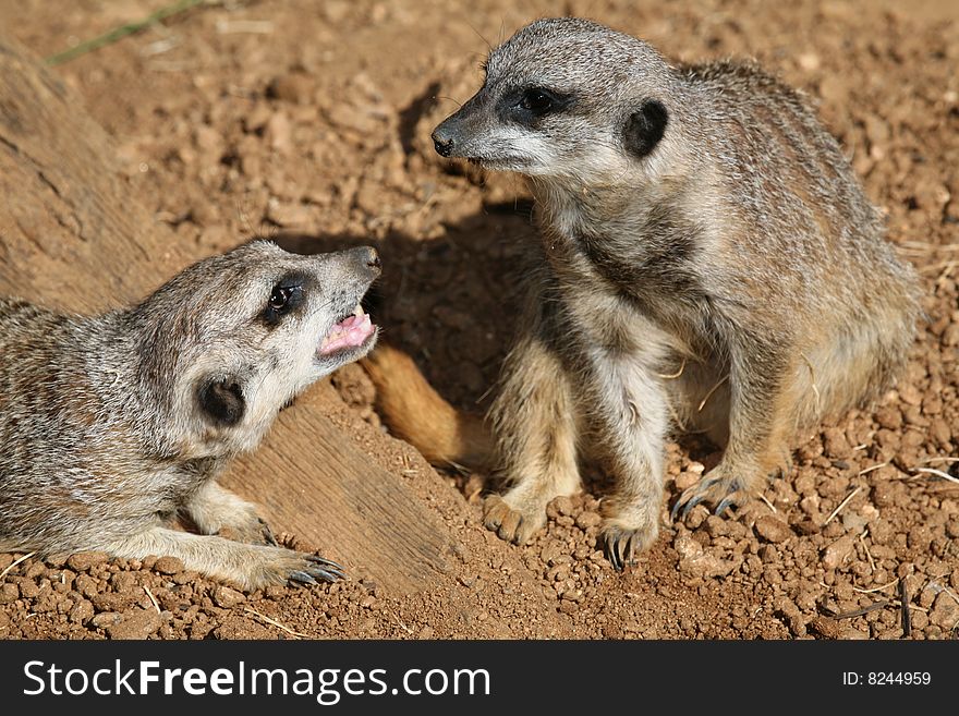 Two Meerkats Frolicking with each other