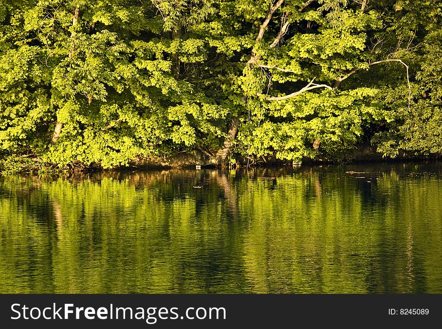 Reflection of bright green trees on lake. Reflection of bright green trees on lake