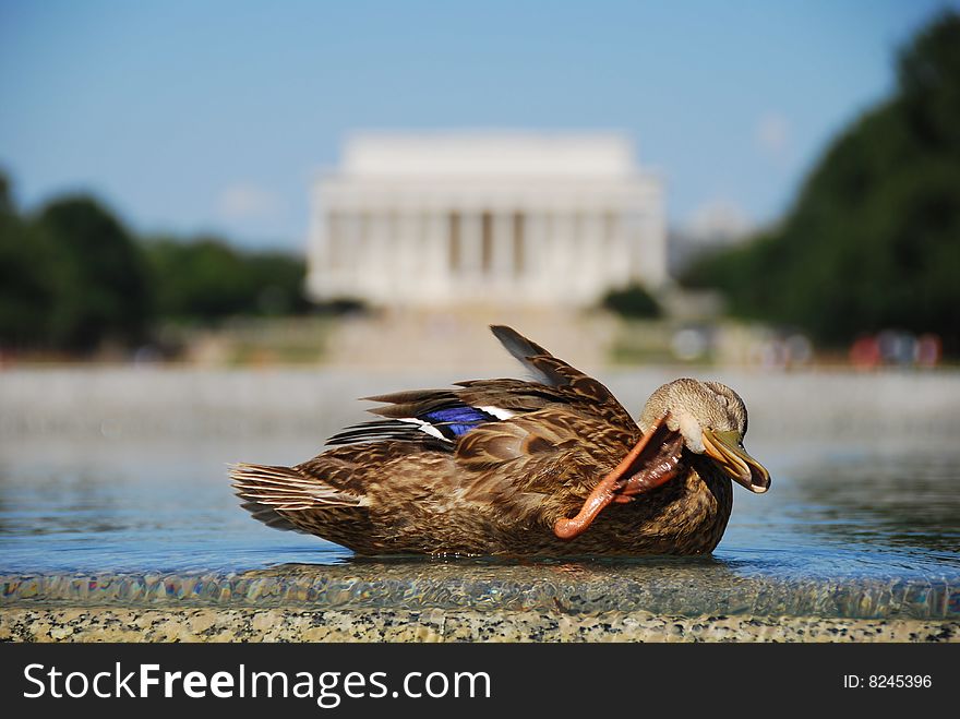 Itchy Duck In Front Of Lincoln Memorial