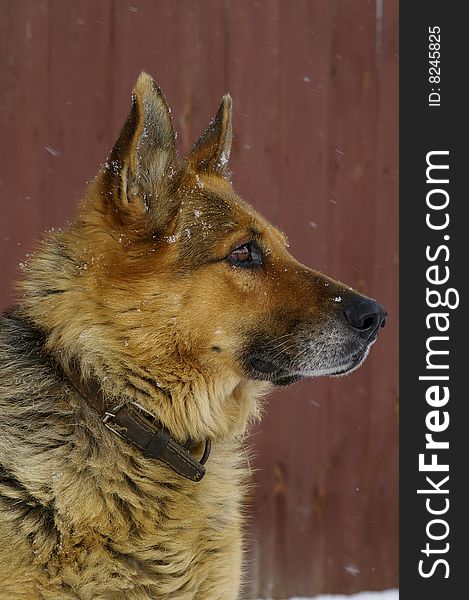 The portrait of German sheep dog, which attentively looks into the distance. The portrait of German sheep dog, which attentively looks into the distance