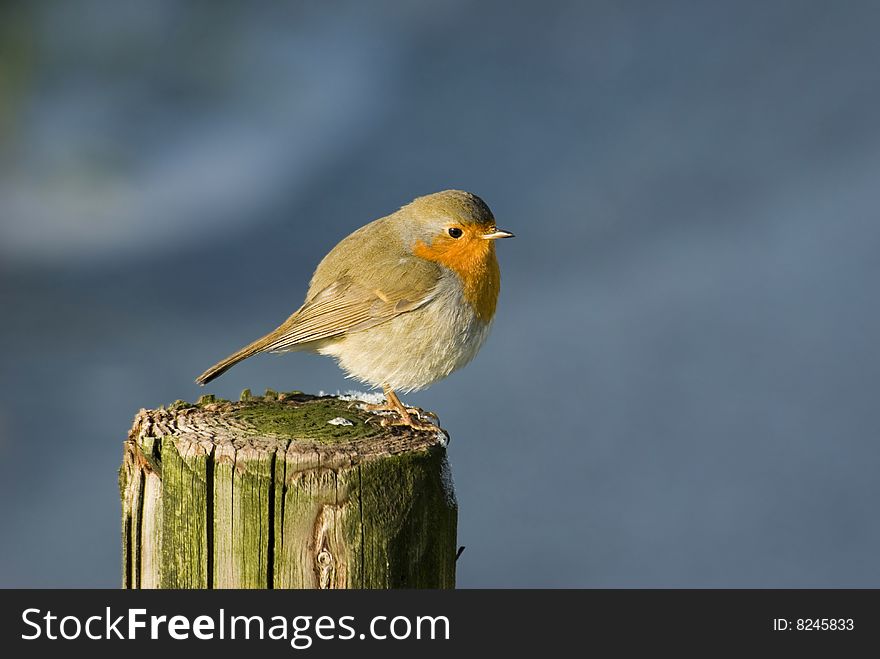 An robin on a fence