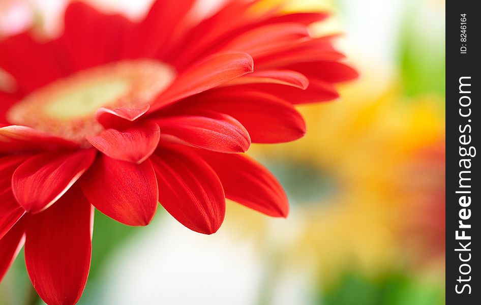 Closeup of red daisy-gerbera with soft focus