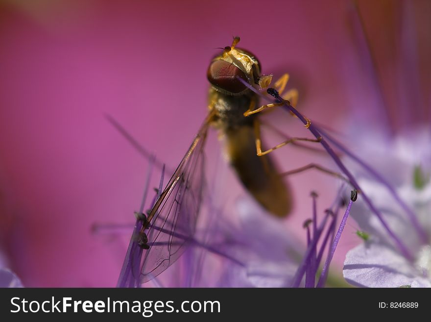 Pollinating Flowerfly