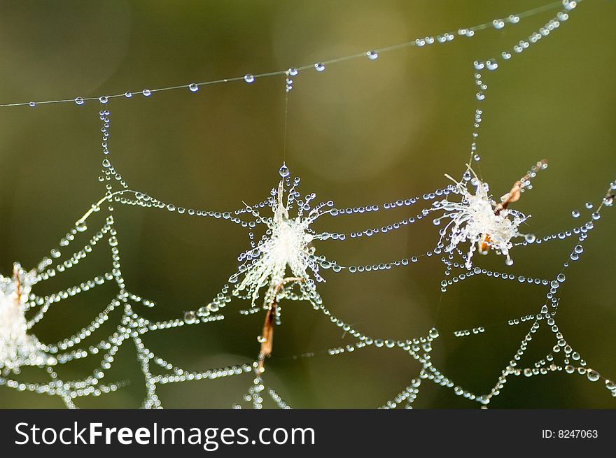 Spider web in the morning