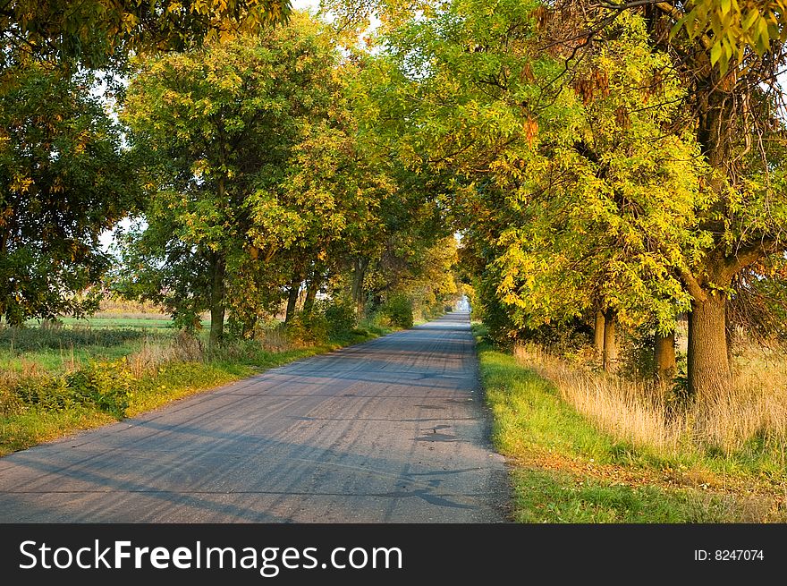 Autumn colors in the road