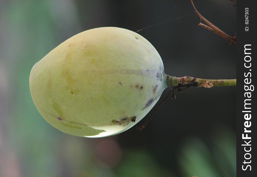 Green Raw Indian Mango on dark background. Green Raw Indian Mango on dark background