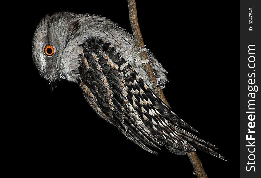 Tawny Frogmouth sitting on a branch at night