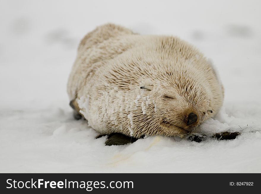 An unusual leucistic fur seal lying in the snow seen in South georgia near Antarctica. An unusual leucistic fur seal lying in the snow seen in South georgia near Antarctica.