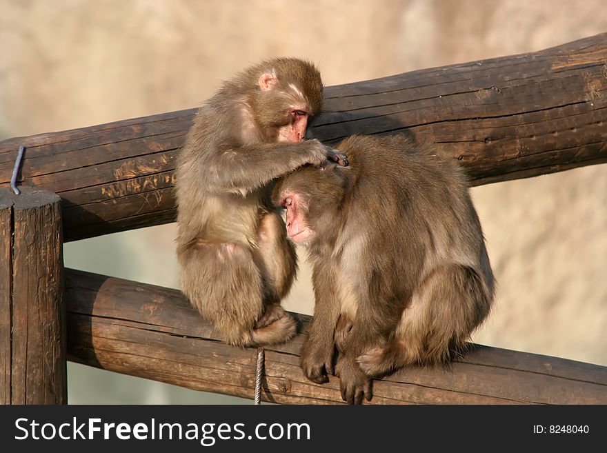 Two young monkeys clean each other a wool. It is photographed in the Moscow zoo