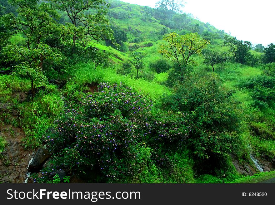 A beautiful landscape scene radiating a fresh monsoon greenery.