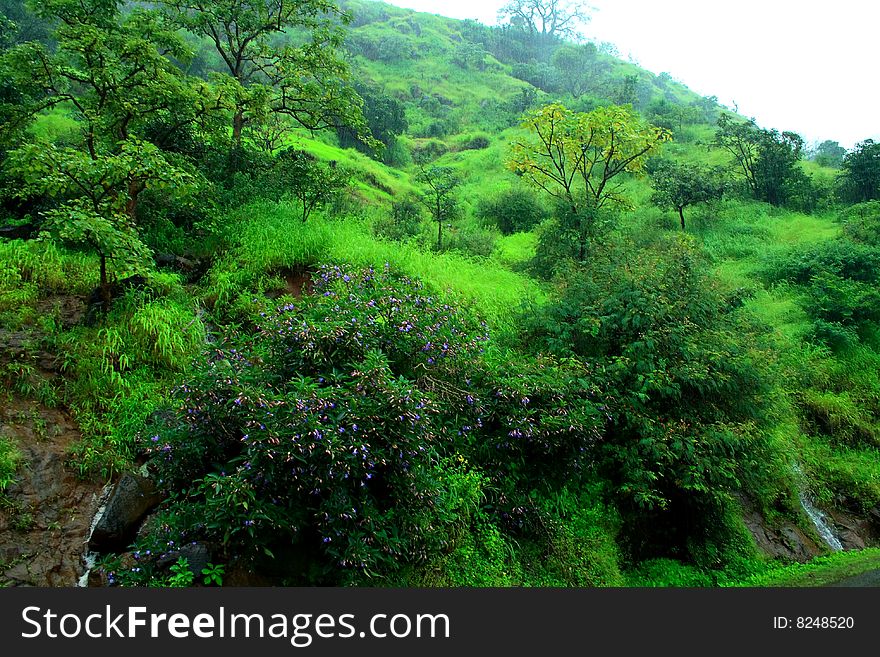 Fresh Monsoon Greenery