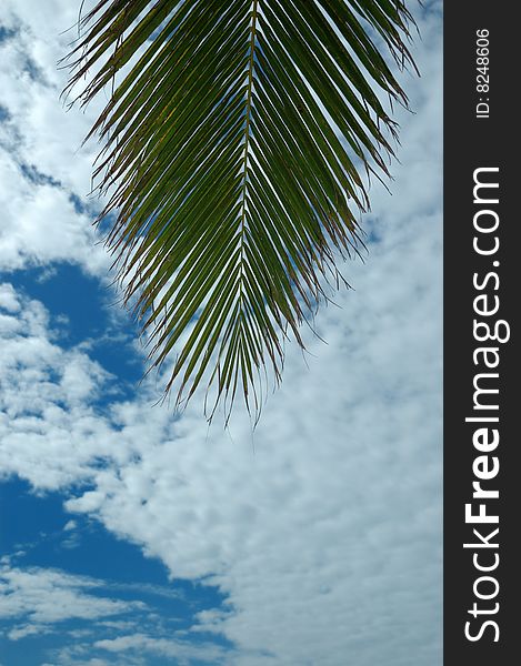 Coconut Palm reaches towards the sky. Coconut Palm reaches towards the sky.