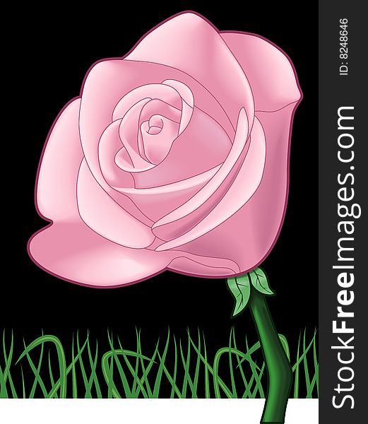 A pink rose against a black background and grass.  This is a vector illustration. A pink rose against a black background and grass.  This is a vector illustration