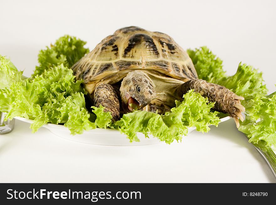 Animals and food. Tortoise fooding