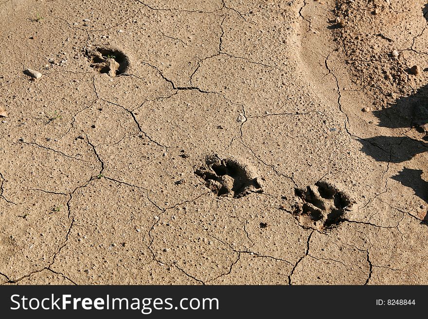 Old traces on the dried up ground