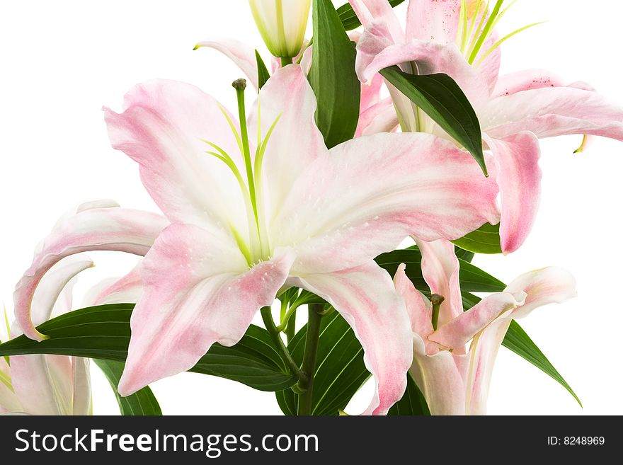 Beautiful pink lily on a white background