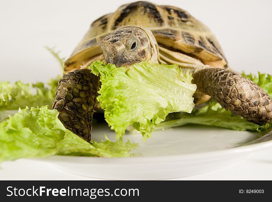 Animals and food. Tortoise fooding