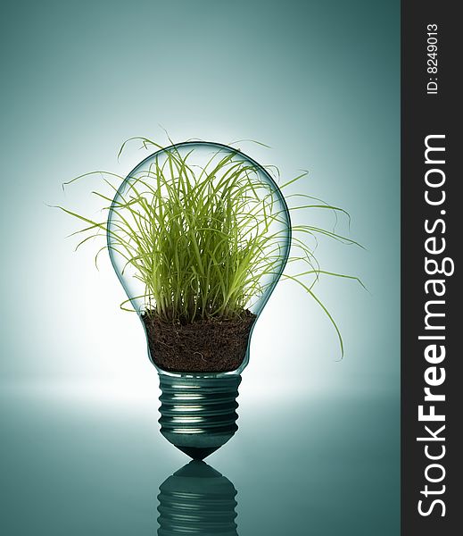 A Plant inside bulb isolated. A Plant inside bulb isolated