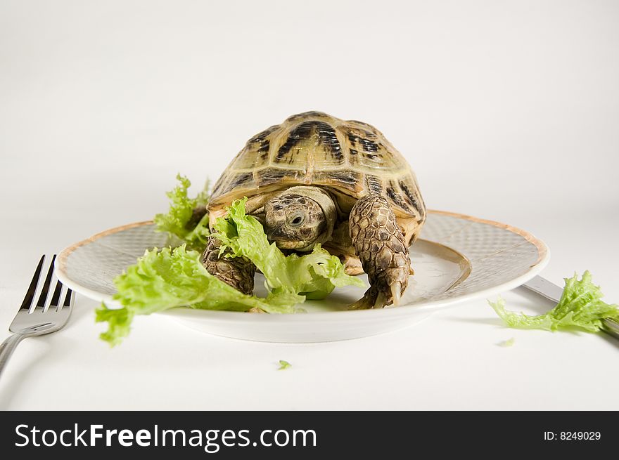 Animals and food. Tortoise fooding