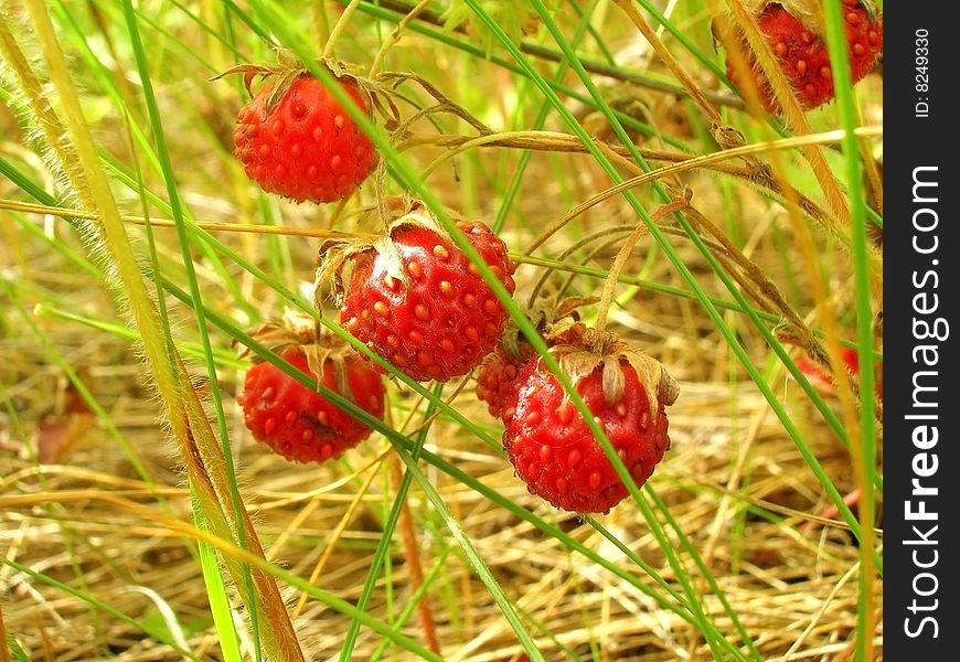 Wild strawberry in deep plant
